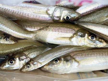 いつもより良型良好!今日もキス釣り!